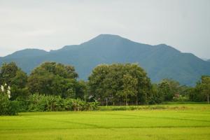 een veld van groen gras met bergen op de achtergrond bij ก๋างโต้ง คอฟฟี่รีสอร์ท in Ban Na Kham