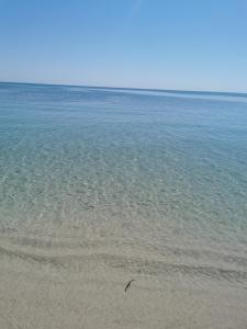 un pájaro parado en el agua en una playa en Écrin en Sousse