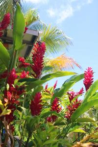 a group of red flowers on a bush with a building at Castillo Inspiracion Hostel in Bocas del Toro