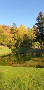 施柯拉爾斯卡波倫巴的住宿－Domek，树丛中的一个池塘