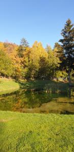 a pond in the middle of a field with a tree at Domek in Szklarska Poręba