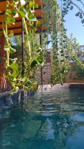 a plant is hanging over a swimming pool at Green House in Al Manshīyah