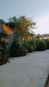a parking lot with a tree and some flowers at Green House in Al Manshīyah