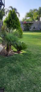 a couple of palm trees in a yard at Umbrella 1 in La Rioja