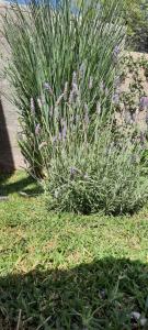 a bush of grass with purple flowers in a yard at Umbrella 1 in La Rioja