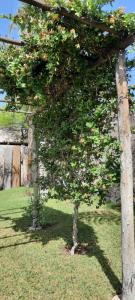 a small tree in a yard with two trees at Umbrella 1 in La Rioja
