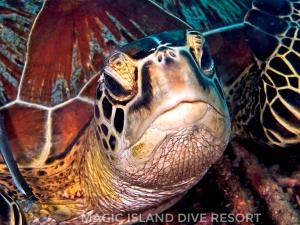 Gallery image of Magic Island Dive Resort in Moalboal