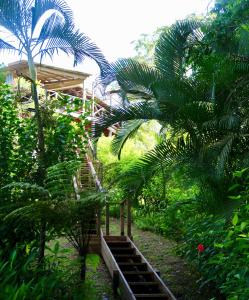 un escalier en bois menant à une maison dans la jungle dans l'établissement Eden Jungle Lodge, à Bocas del Toro