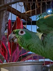un loro verde está en una jaula de aves en Villa Cata Hotel en El Zaino
