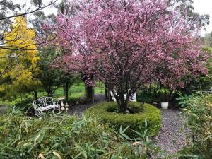 a tree with pink flowers in a garden with a bench at Belle B&B Country Retreat in Penwortham
