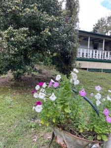 Mt Nebo Railway Carriage and Chalet外面的花园