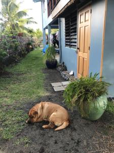 a brown dog laying on the ground next to a house at Pointe Venus Lodge in Mahina