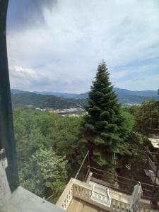 a view of a pine tree from a tower at AFFITTACAMERE SAN BIAGIO in Genoa