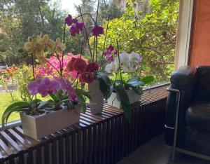 un grupo de flores sentadas en el alféizar de la ventana en Hotel Ghironi en La Spezia