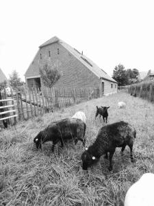 un grupo de tres cerdos pastando en un campo en Origineel gerenoveerde schuur nabij Antwerpen en Zoersel