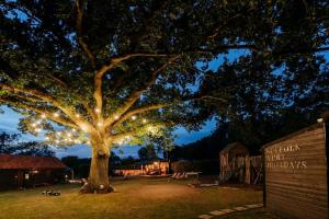a large tree with christmas lights on it at Beautiful Cottage in Bredfield near to Woodbridge on the Suffolk Coast in Bredfield +15 photos