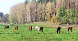 a group of horses grazing in a field at Pensjonat Kowalski in Łubowo