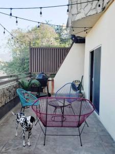 un cane che si erge su un patio con sedie e tavolo di Hospedaje con vista a la ciudad a Monterrey