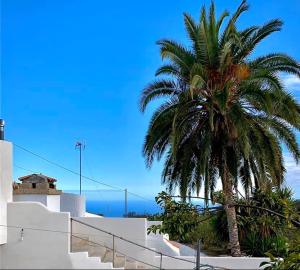 a palm tree in front of a building with stairs at Climbing Suite with sky windows ! in Santa Cruz de Tenerife
