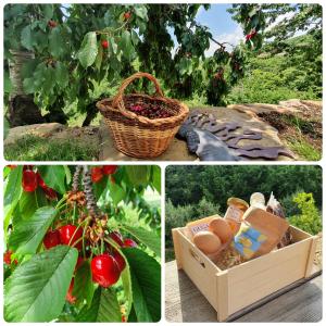 uma colagem de imagens com um cesto de ovos e tomates em Olivea em Dobrovo