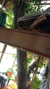 Giardino di treehouse above the beach