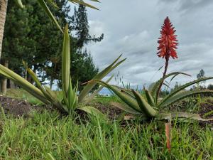 Jardín al aire libre en El Chasqui Guest House