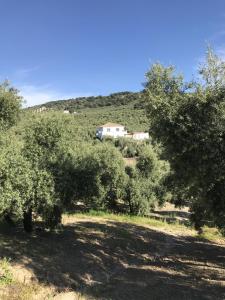 a field with trees and a house in the background at Casa Olivo in Iznájar