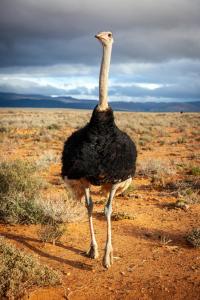 an ostrich walking on a dirt road in the desert at Inverdoorn Game Reserve Lodge in Breede River DC