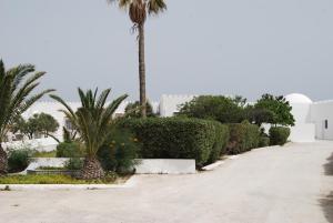 a palm tree in the middle of a driveway at Hotel El Andalous in Soliman