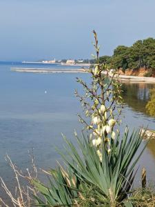 a plant with white flowers next to a body of water at Be-Bu-Mar Apartments in Sveti Filip i Jakov
