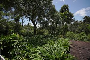 ogród z roślinami i drzewami z dachem w obiekcie WildZone w mieście Anachal