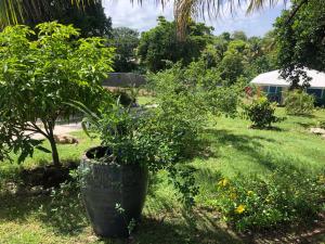 Zahrada ubytování Jardin des Anges-Bungalows créoles et studio