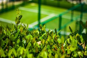 un arbusto verde frente a una pista de tenis en Finca Thakni' Casa de Campo, en Aquismón