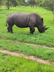 een neushoorn in het gras in een veld bij La doré du Sénégal in Somone