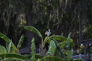 邓内伦15 Minutes to the Gulf of Mexico! Beautiful home on Lake Rousseau的相册照片