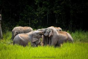 un groupe d'éléphants debout dans l'herbe haute dans l'établissement B&B Forest Hill Khao Yai, à Ban Noen Hom