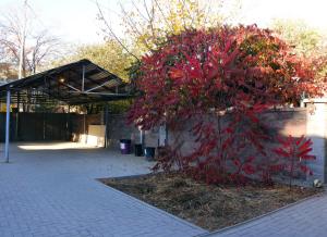 a tree with red leaves next to a building at Almaty Backpackers in Almaty