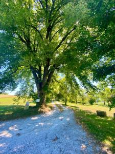 duże drzewo na środku żwirowej drogi w obiekcie Gîte de L’Edelinie w mieście Nanteuil-de-Bourzac