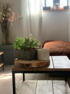 roślina doniczkowa siedząca na drewnianym stole w obiekcie Maas Lodge w mieście Maaseik
