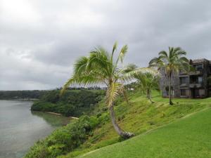 a group of palm trees on a hill next to a river at Princeville Sealodge Unit D-4 in Princeville