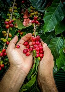 dos manos sosteniendo bayas rojas en una planta en ECO Cabin - TANOA Minca, en Minca