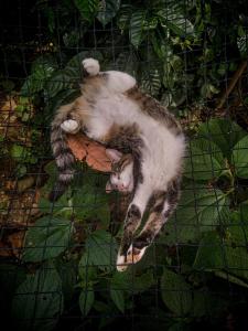a cat laying on top of a fence at ECO Cabin - TANOA Minca in Minca