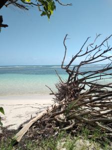 a pile of driftwood on a beach with the ocean at LOGEMENT AZUL à l'ombre du bambou 1 à 3 pers, Réserve Cousteau in Le Gosier