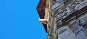 Fotografia z galérie ubytovania Maison au Loup - Superbe ancien hotel particulier du XVIe siècle au cœur de la vieille ville du Puy v destinácii Le Puy en Velay
