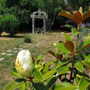 une rose blanche dans un jardin avec un kiosque dans l'établissement La Maison des Thermes, Chambre d'hôte, à Saintes