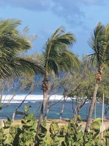 a group of palm trees on the beach at L'écho des Vagues in Saint-Pierre