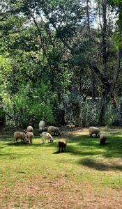 una manada de ovejas pastando en un campo de hierba en Posada Tanti El Durazno en Tanti