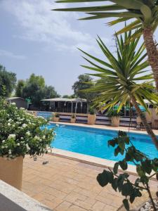 a swimming pool with a palm tree and benches at Camping Costa Blanca in El Campello
