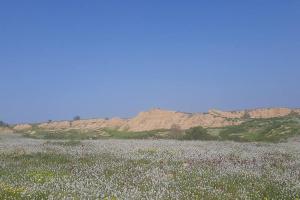 a field of flowers with mountains in the background at negev ein habsor עין הבשור דרום in Ein HaBesor