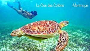 a man swimming next to a turtle in the ocean at LODGE COLIBRIS Piscine Privée vue panoramique mer et montagne pelée , 500 m plage dans un parc , Calme assuré Idéal pour découvrir le nord Caraïbes in Le Carbet